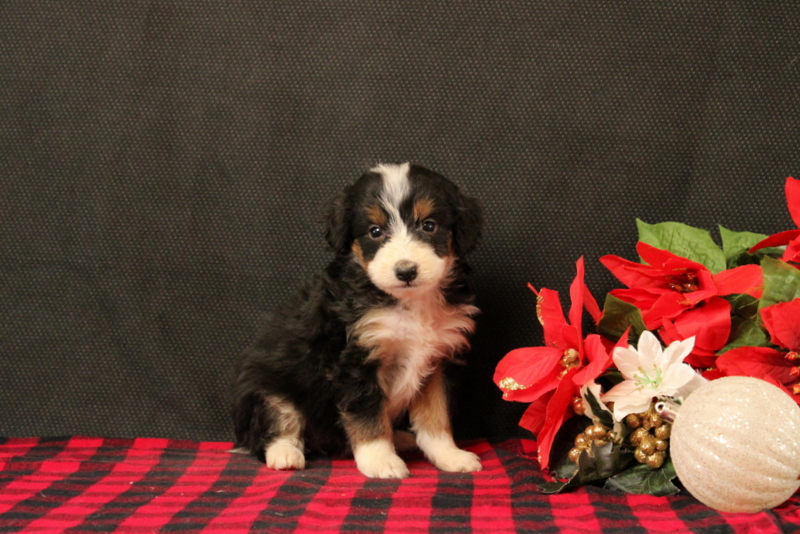puppy, for, sale, Mini Bernadoodle F2, Matthew B. Stoltzfus, dog, breeder, Gap, PA, dog-breeder, puppy-for-sale, forsale, nearby, find, puppyfind, locator, puppylocator, aca